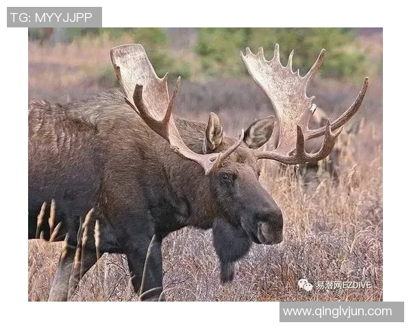 足球明星与鲨鱼亲密互动揭秘养鲨鱼背后的趣味与挑战